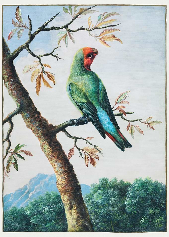 Bird Study painting 1750