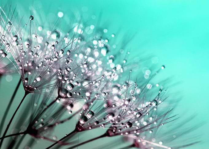 dandelion