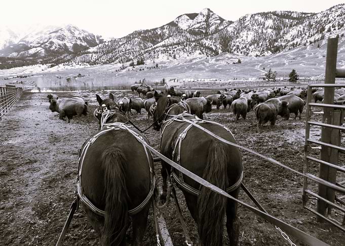 Rustic Terrain with Bison