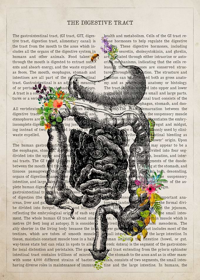 Digestive Tract Anatomy