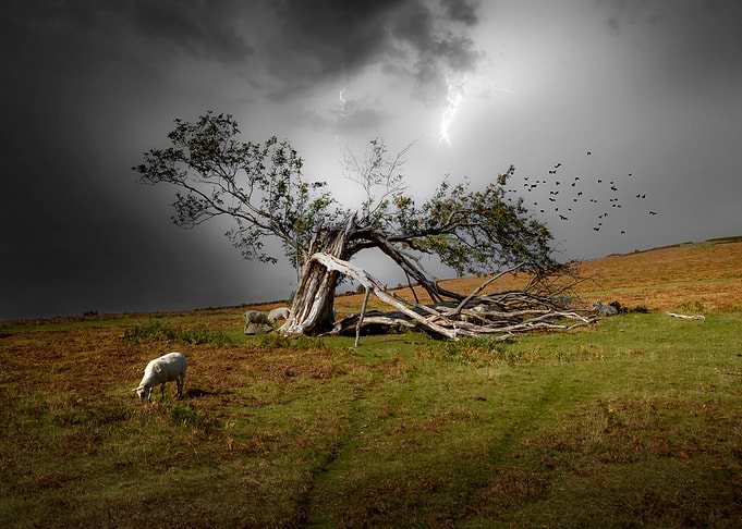 A broken tree in Brecon