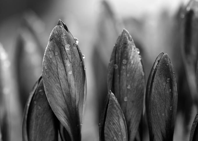Crocus