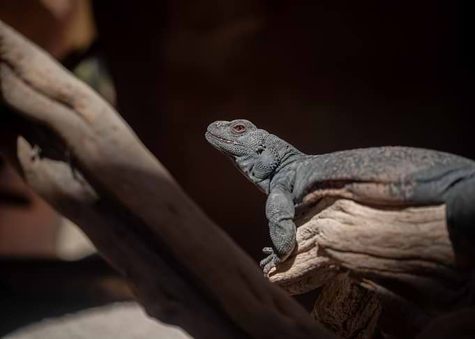 Lizard at Las Vegas