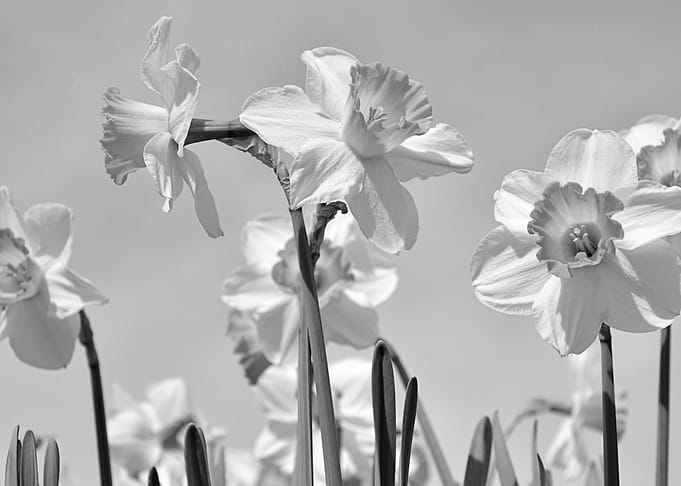 Daffodil