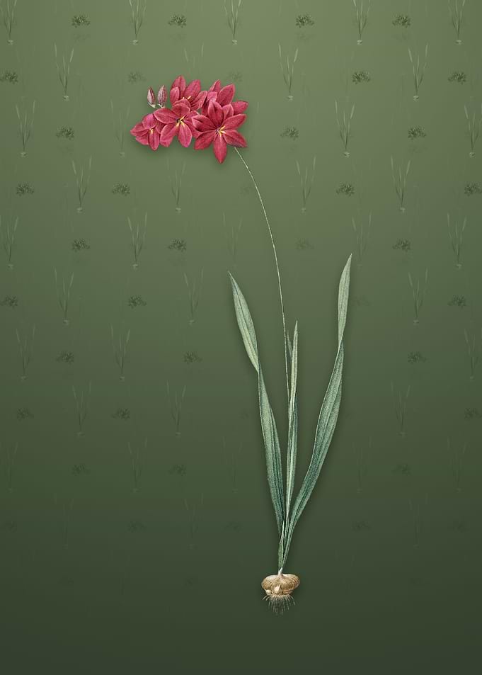 Vintage Ixia Filiformis