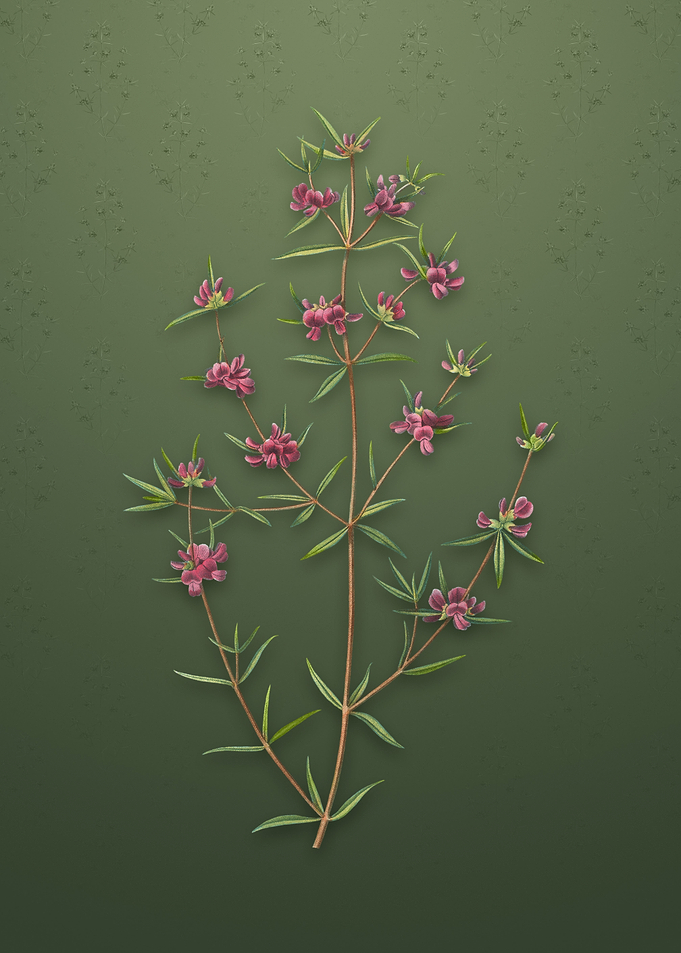 Vintage Heath Mirbelia