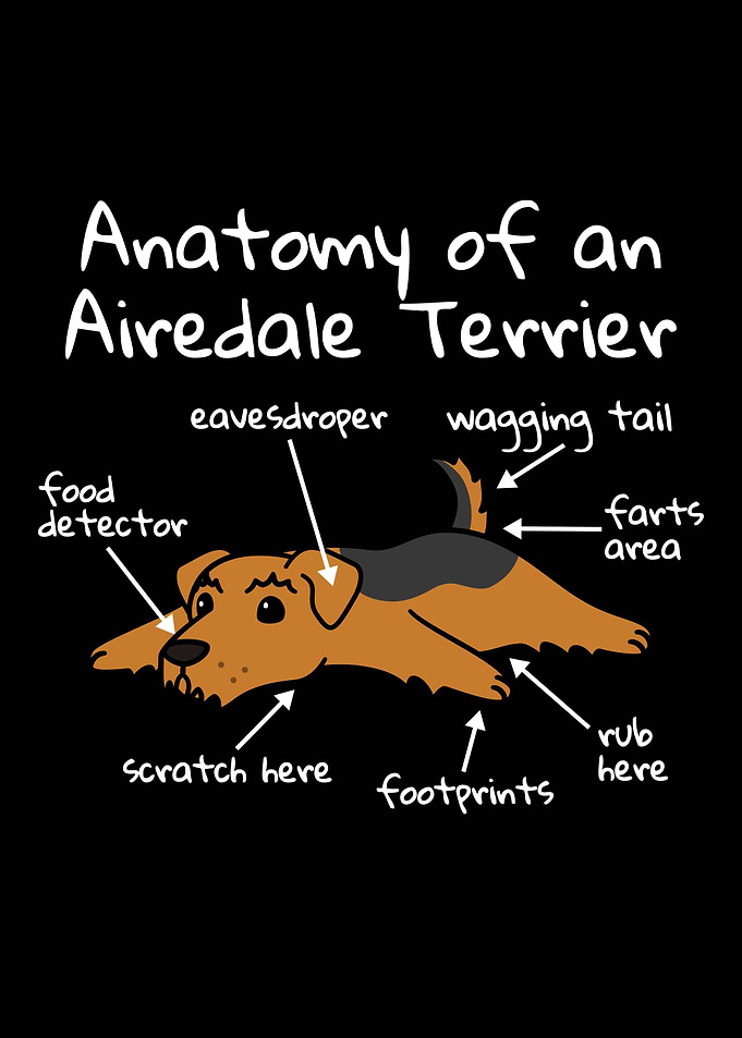 Airedale Terrier Anatomy