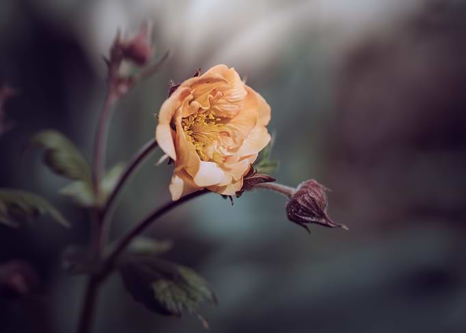 Flower, dark background