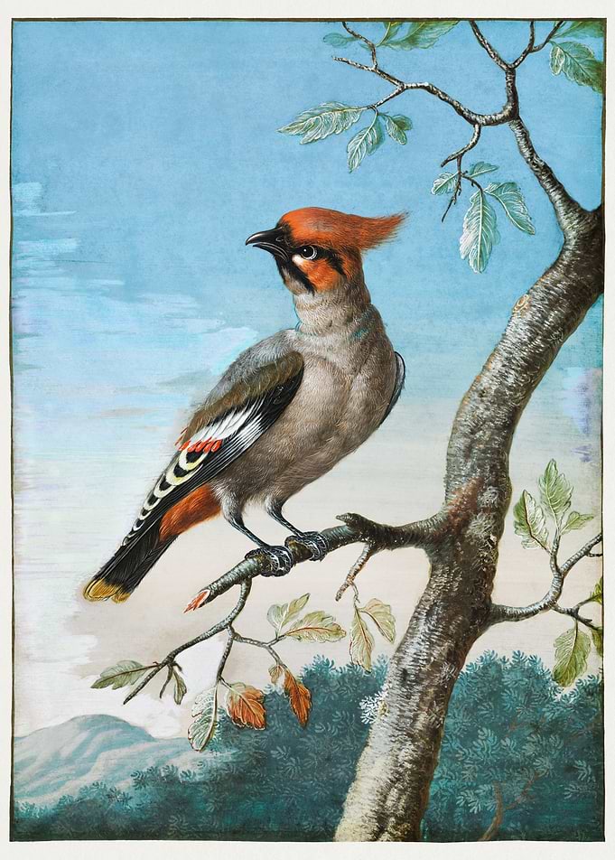 Bird Study painting 1700