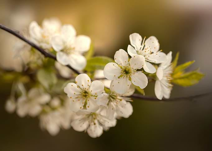 Cherry blossom, macro