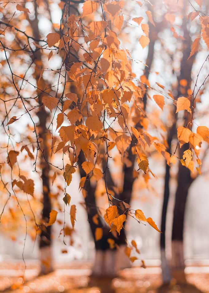 Autumn Vibes