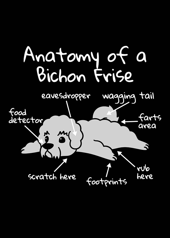 Bichon Frise Anatomy