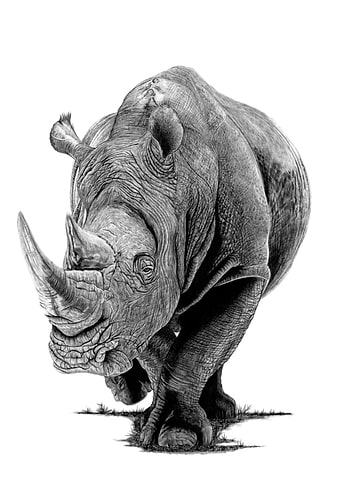 Rhino