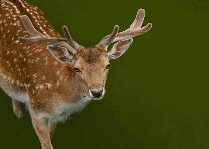 Deer from above green