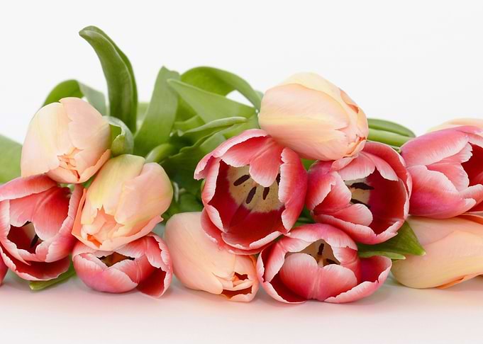 Tulips