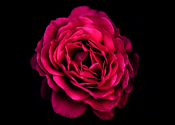 Rose in Blossom