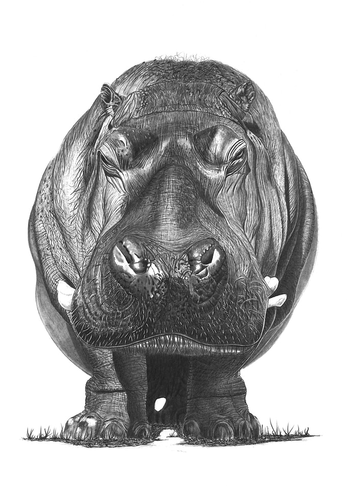 Hippo