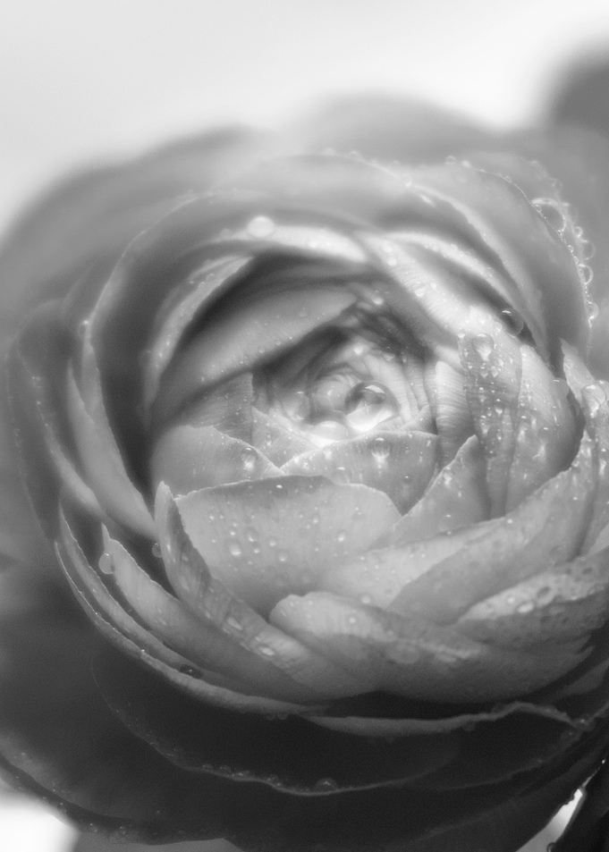 flower blossom gray