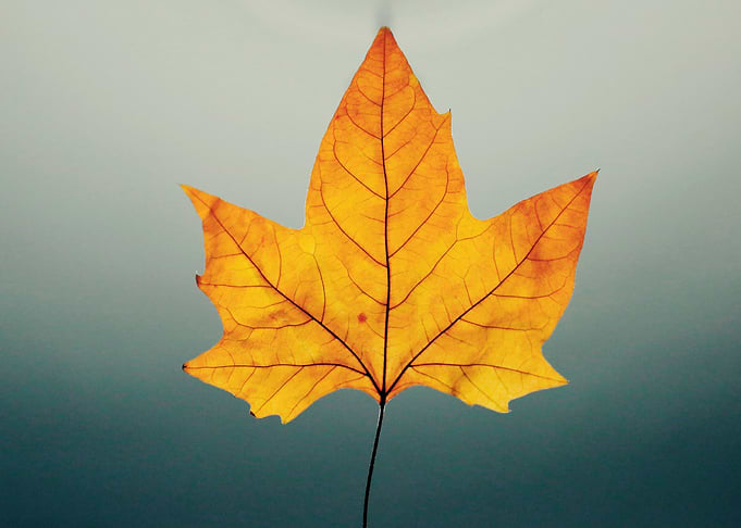Autumn Vibes