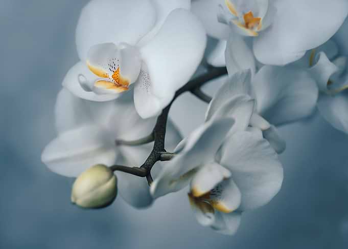 White orchid flower, macro