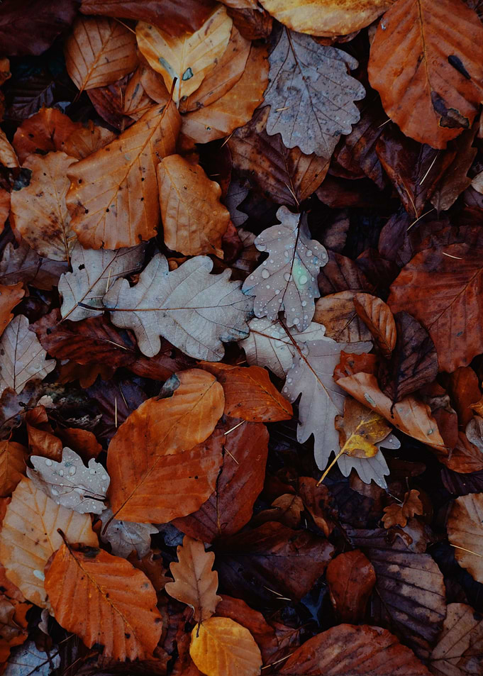 Autumn Vibes