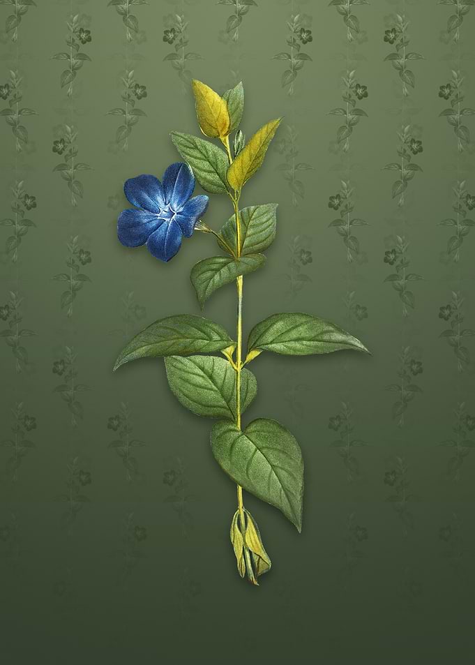 Greater Periwinkle Flower