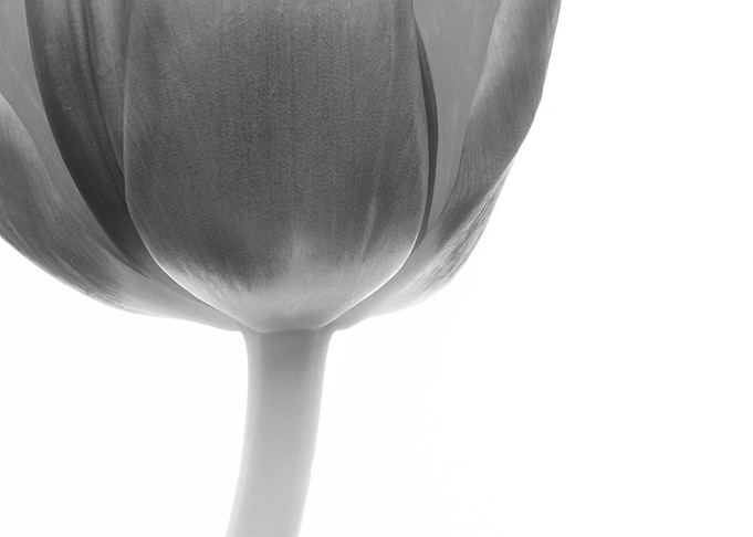 tulip gray