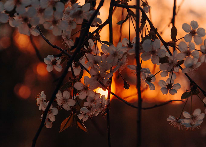 Autumn Vibes