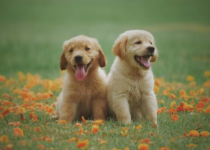 Two dog