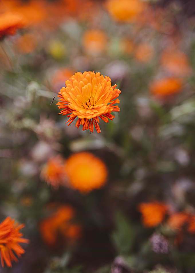 Marigold