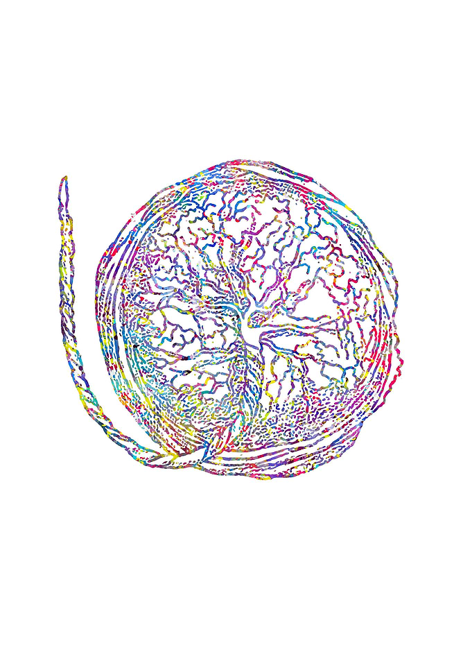 Human placenta
