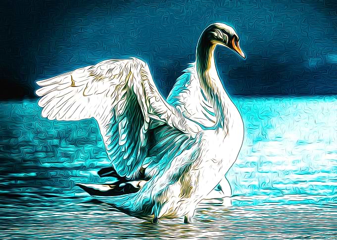 Swan