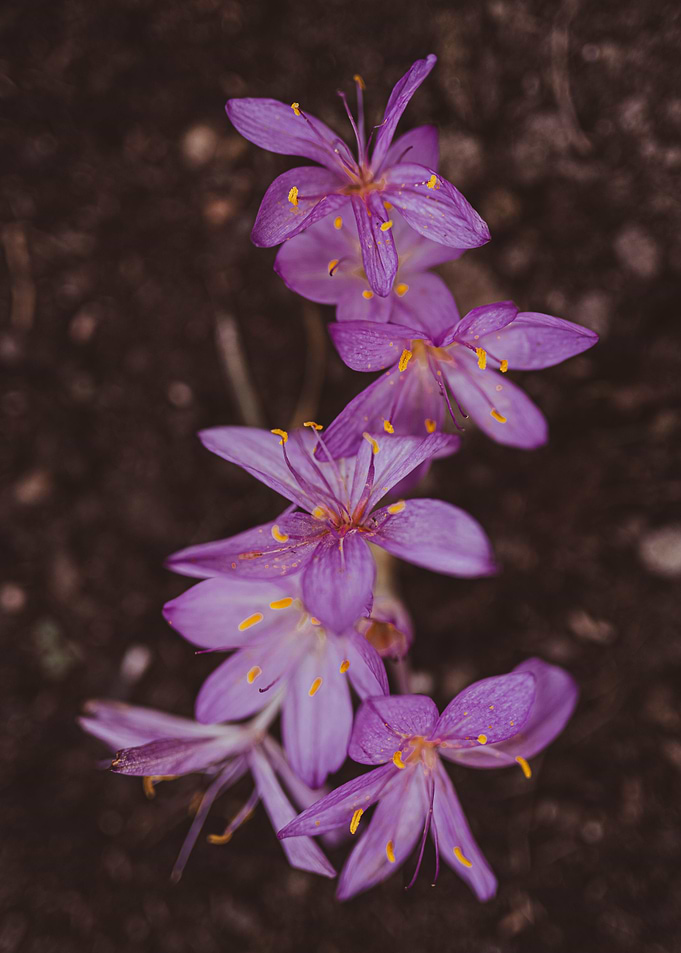 Autumn flowers