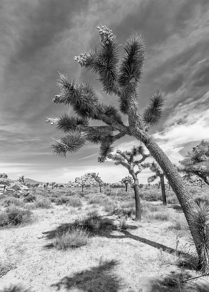Monochrome Joshua Tree