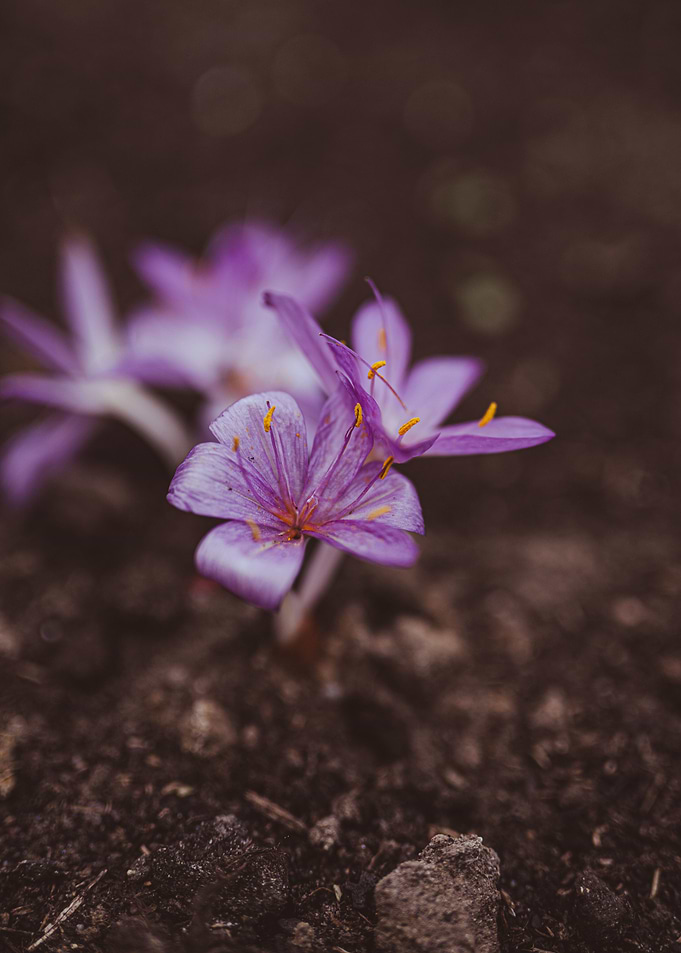 Earthy flower