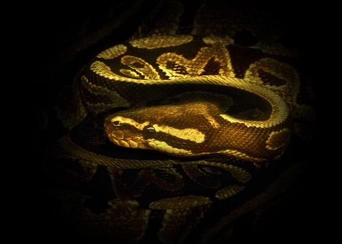Python 2