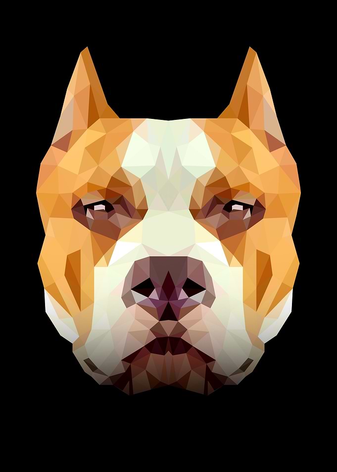 Pit Bull