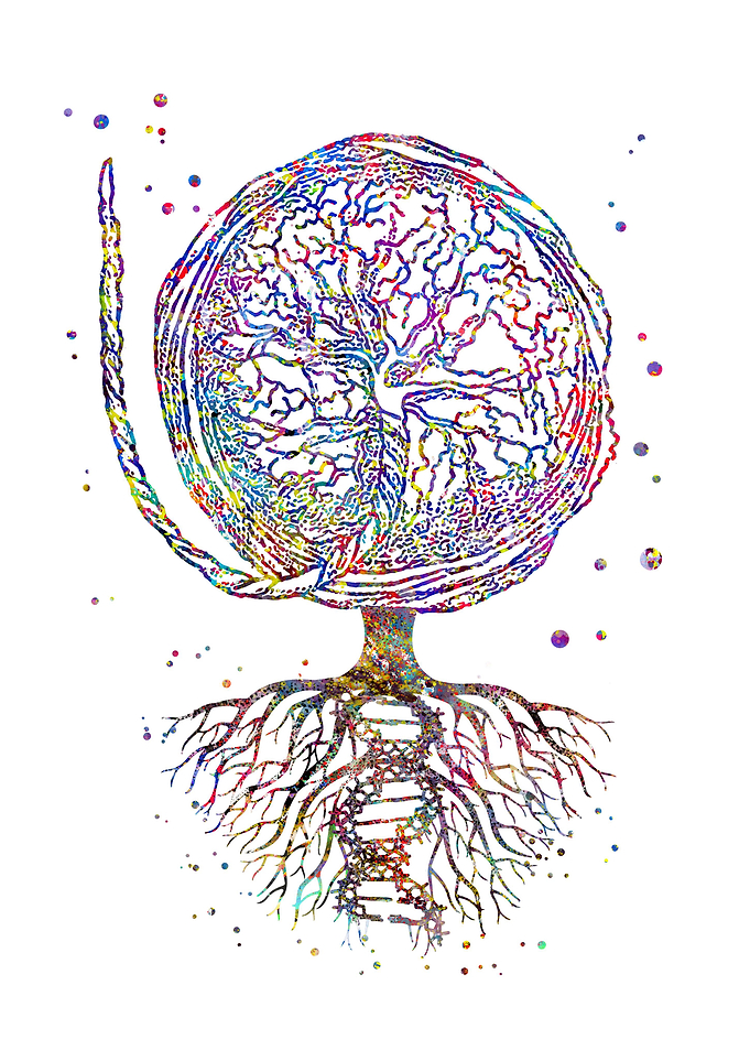 Placenta with DNA roots