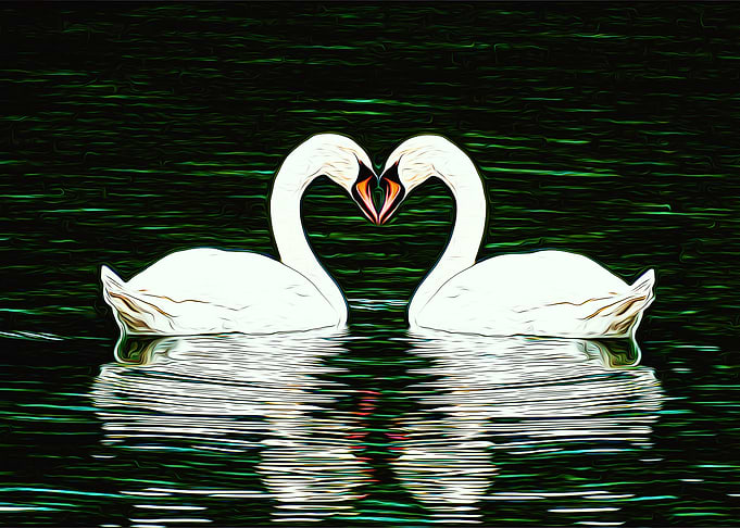 Swan