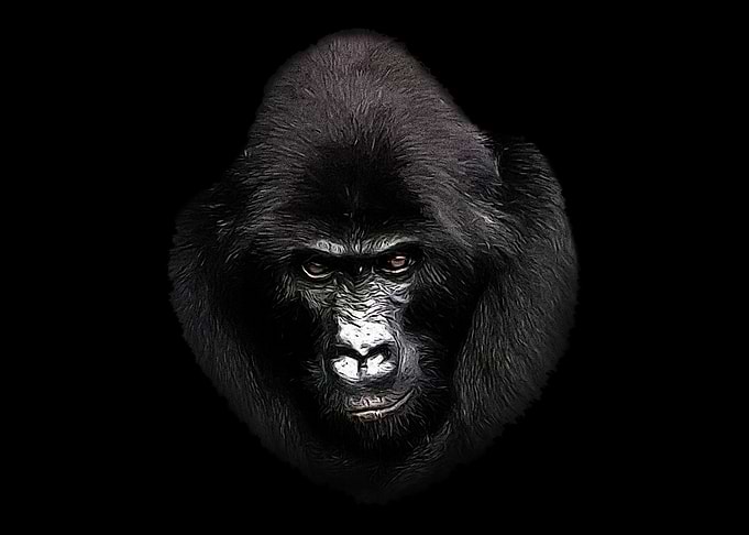 Gorilla portrait