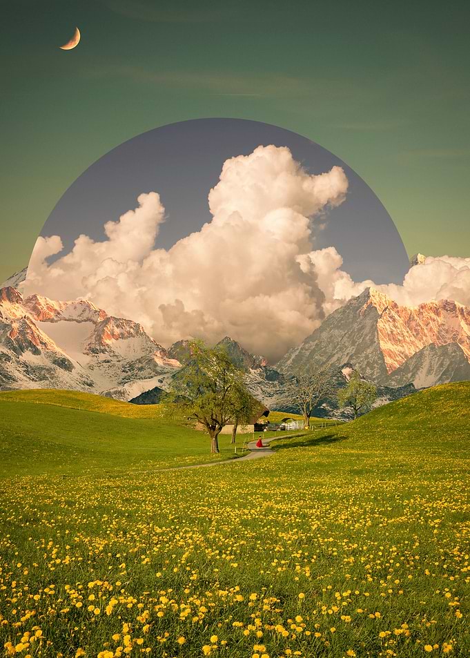 Dandelion Field