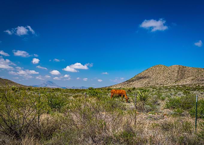 Criollo Cattle in Texas