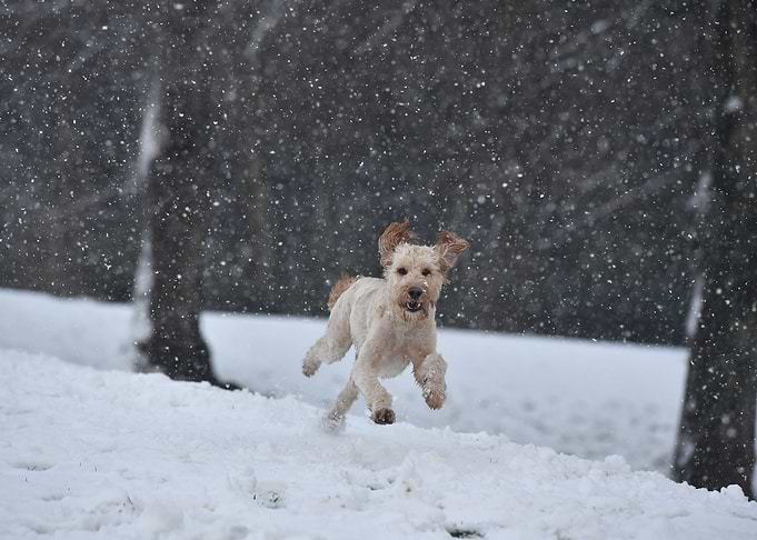 Terrier running in snow