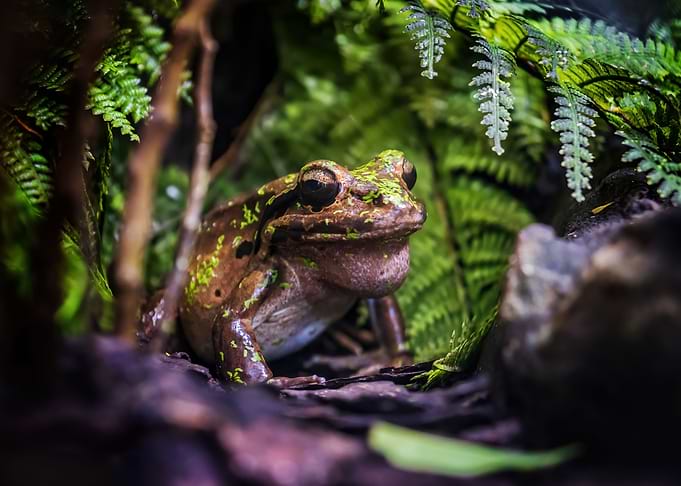 Mountain Chicken Frog