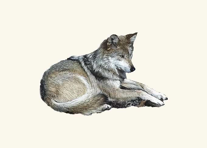 Lying wolf