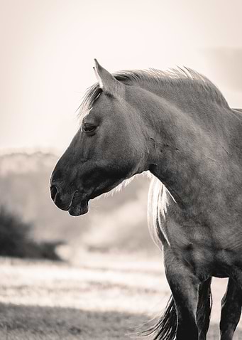 Wild Horse