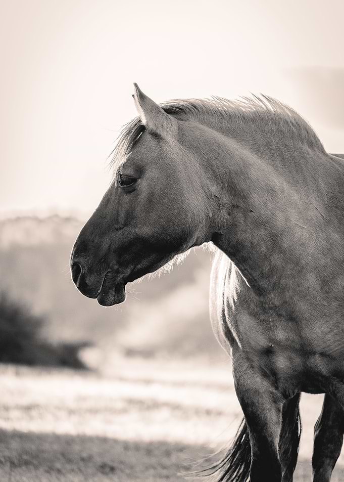 Wild Horse