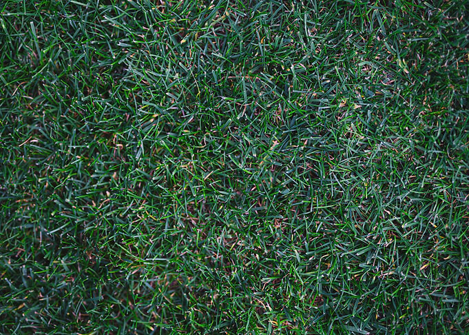 Grass