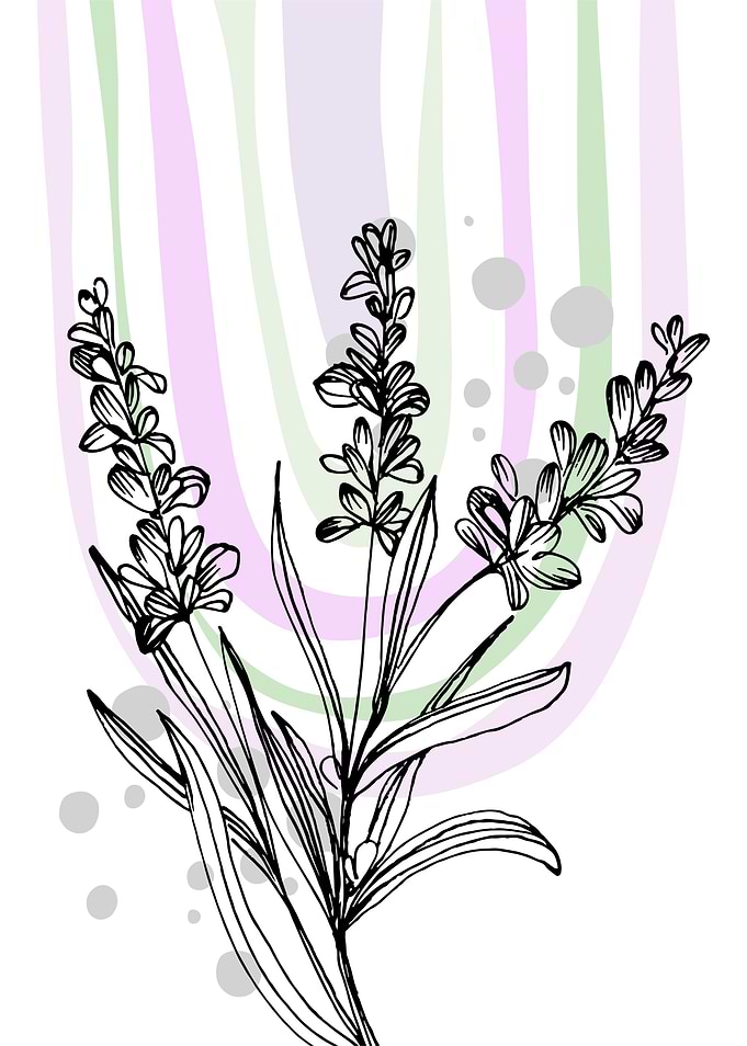 Lavender Simple Minimal Bo