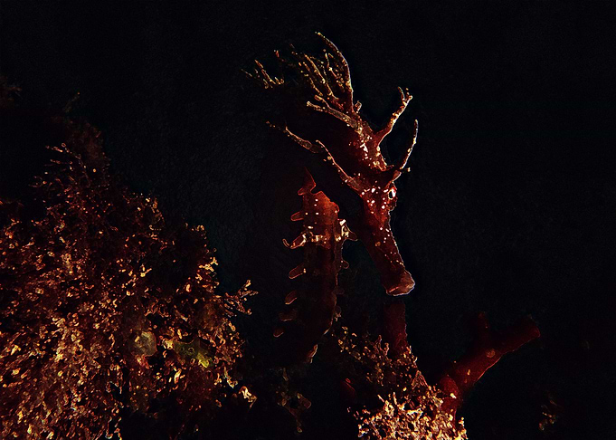 the dark and seahorse